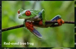  ??  ?? Red-eyed tree frog