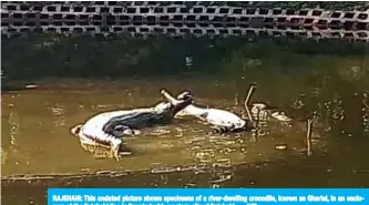  ??  ?? RAJSHAHI: This undated picture shows specimens of a river-dwelling crocodile, known as Gharial, in an enclosure at the Rajshahi Zoo in Bangladesh’s western city of Rajshahi. — AFP