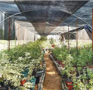  ??  ?? Bunquin's greenhouse measures 500 sqm allowing her to cultivate more plants both for selling and collection. She is able to provide not just a steady income for her employees, but also a part-time job to other residents in their barangay.