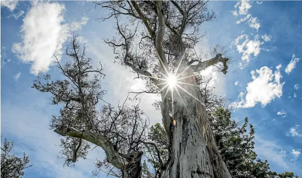  ?? RICKY WILSON/STUFF ?? The 38-meter-high tree was planted in about 1880 as a road guide for surveyors.