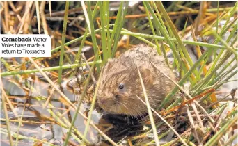  ??  ?? Comeback Water Voles have made a return to Trossachs