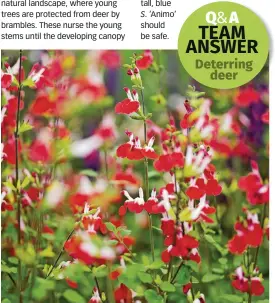  ?? ?? Deer are repelled by aromatic Salvia ‘Hot Lips’ and leave them alone