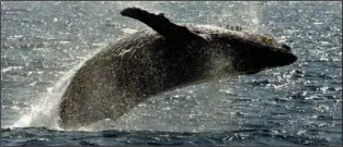  ?? (File Photo/AP/Reed Saxon) ?? A humpback whale leaps out of the water Jan. 23, 2005, in the channel off the town of Lahaina on the island of Maui in Hawaii.