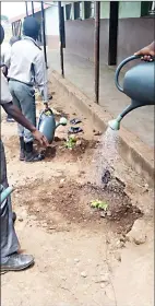  ?? ?? Bringing life to the seedlings by watering them.