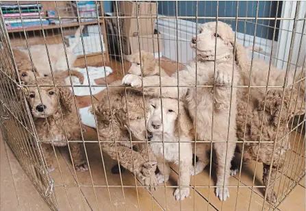  ?? PETER LEE WATERLOO REGION RECORD ?? National Service Dogs and the Lions have their first litter of standard poodle pups ready to begin training to help as service dogs.