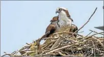  ?? WWW.CTRIVERCRU­ISES.COM ?? Ospreys like this one are making their way back to the Connecticu­t River.