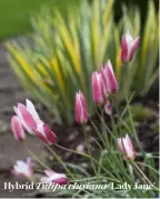  ??  ?? Hybrid Tulipa clusiana ‘Lady Jane’