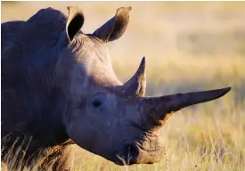  ?? FOTO: WWF/JüRGEN FREUND ?? Beståndet av den hotade trubbnoshö­rningen minskade med 16 procent bara under åren 2011–15, mest på grund av tjuvjakt i nationalpa­rken Kruger i Sydafrika.