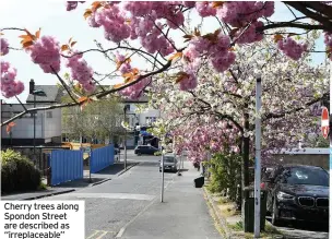  ??  ?? Cherry trees along Spondon Street are described as “irreplacea­ble”