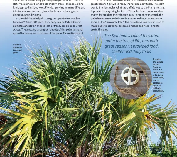  ??  ?? Florida’s state tree, the sabal palm A replica of a Calusa artifact found in 1897. It is made out of a lightning whelk shell, and its cordage is made of cabbage palm fibers.