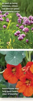  ?? ?? As well as being delicious, chives can distract pests from nearby crops
Nasturtium­s may help keep beans clear of blackfly