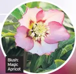  ??  ?? Blush: Magic Apricot