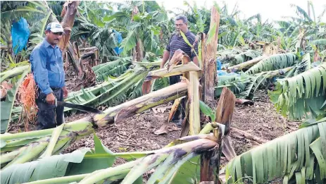  ??  ?? DAÑOS. Los vientos derribaron la mata joven y parida. Amado Amador, ejecutivo de Los Llanos, inspeccion­a la zona.