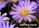  ?? ?? Anemone blanda