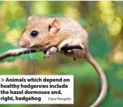  ?? Clare Pengelly ?? Animals which depend on healthy hedgerows include the hazel dormouse and, right, hedgehog