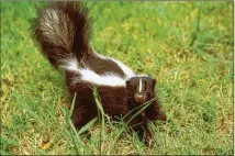  ?? CONTRIBUTE­D BY TEXAS PARKS AND WILDLIFE DEPARTMENT 2011 ?? Skunks are among the animals that are currently exterminat­ed using cyanide bombs.