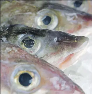  ?? AP FILE PHOTO ?? Freshly caught cod are stacked on ice waiting for shipment at a fish processing plant in Portland, Maine, in May 2006.