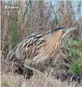  ??  ?? Bittern