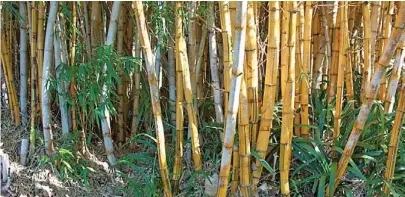  ?? Cortesía ?? Las plantacion­es de bambú sirven para captar carbono y la extracción legal de madera/