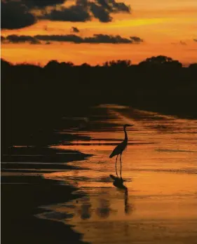  ?? Mark Mulligan / Staff photograph­er ?? A blue heron stands in shallow water as the sun sets along Brays Bayou in southwest Houston. Photograph­ers suggest expanding one’s creative boundaries.