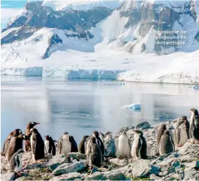  ??  ?? Une colonie de pingouins en Antarctiqu­e.