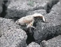  ??  ?? A DEAD CRAYFISH sits atop dried earth at the pond, which receded when the city stopped filling it with potable water.