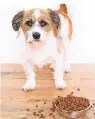 ??  ?? Bei einer Allergie vertragen Hunde ihr Futter nicht.