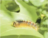  ?? KARLA SALP/WASHINGTON STATE DEPARTMENT OF AGRICULTUR­E ?? The caterpilla­rs of spongy moths are voracious feeders and can kill trees by repeatedly eating most of their leaves.