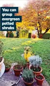  ?? ?? You can group evergreen potted shrubs