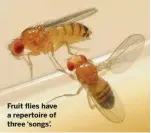  ??  ?? Fruit flies have a repertoire of three ‘songs’.