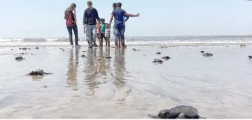  ??  ?? File photo taken by Afroz Shah shows olive ridley sea turtle hatchlings making their way to the Arabian Sea on Versova beach in Mumbai. — AFP photo