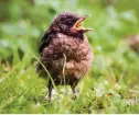  ??  ?? Watch out for fledglings on lawns