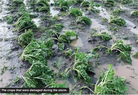  ?? ?? The crops that were damaged during the storm.