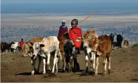  ??  ?? Young Maasai herders with their cattle in Tanzania. Many traditiona­l ways of life are under threat from global heating. Photograph: Ami Vitale/Getty Images