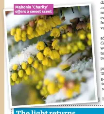  ??  ?? Mahonia ‘Charity’ offers a sweet scent