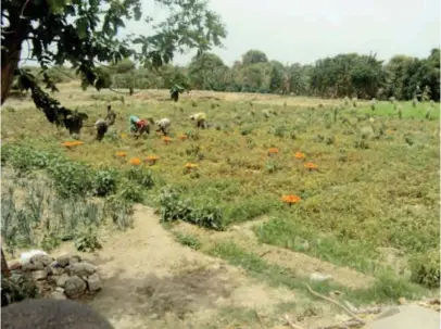  ??  ?? Tomato cultivatio­n on a Fadama farm in Jos