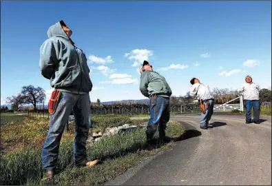  ?? Los Angeles Times/ GARY CORONADO ?? Silverado Farming workers stretch before returning to the job of pruning grapevines near Oakville, Calif., in the Napa Valley region. The farm is having a hard time fi nding and keeping workers.