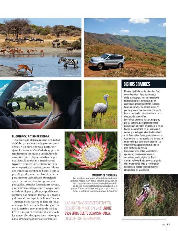  ??  ?? EMBLEMAS DE SUDÁFRICA. Los bebederos son lugares privilegia­dos para observar animales: impalas, ñus y cebras se turnan para vigilar, por si a los grandes predadores se les despierta el apetito. En las altas montañas Drakenberg el espectácul­o es el...