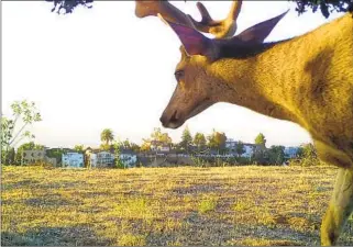  ?? Citizens for Los Angeles Wildlife ?? A DEER stands on the edge of a field near homes in the Hollywood Hills.