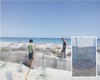  ?? Fotos: Anse ?? Umweltschü­tzer der Organisati­on Anse pflanzen den seltenen Strauch am Mar Menor.