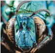  ??  ?? Die „Schwarzgef­lügelte Kuckucks Orchi deenbiene“lebt in Mittel und Südameri ka. Sie baut keine eigenen Nester, son dern besetzt die anderer Bienen und tö tet den Nachwuchs, um dann eigene Eier zu legen.