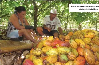  ??  ?? RURAL WORKERS break cocoa fruit at a farm in Medicilând­ia.