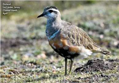  ??  ?? Dotterel,
Les Landes, Jersey, Channel Islands, April