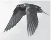  ?? BRUCE DI LABIO PHOTO ?? Purple martins are on the move north. Make sure your ‘martin hotels’ are ready for occupants.