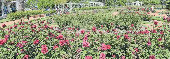  ?? FOTOS: LUCIANO THIEBERGER Y GENTILEZA GCBA ?? Desde el jardín. Diseñado por el ingeniero agrónomo Benito Carrasco e inaugurado en 1914, el Rosedal de Palermo ocupa 3,4 hectáreas en el corazón del Parque 3 de Febrero. Cuenta con 8.000 rosales de 93 especies. En 2012 obtuvo el Galardón de Excelencia...