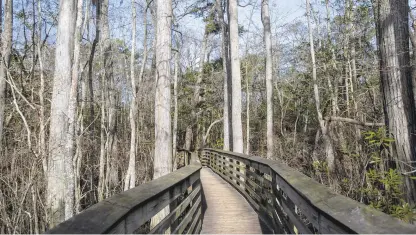  ?? HANNAH RUHOFF/STAFF ?? A New Year’s Day hike along the Bald Cypress Trail at First Landing State Park in Virginia Beach could earn you a prize.