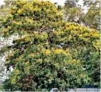  ??  ?? Yellow Flame Tree – Peltophoru­m pterocarpu­m