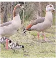  ?? RP-ARCHIVFOTO: BODEMER ?? Nilgänse mit Küken. Sie dürfen geschossen werden.