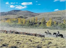  ??  ?? Una postal. El rodeo Angus y Hereford se engorda hasta los 330 kilos.