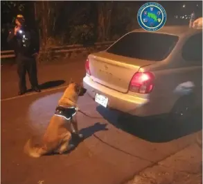  ?? COrTESÍA DE mSP ?? Este perro de la Unidad Canina se sentó frente a la cajuela del carro, donde, efectivame­nte, había envoltorio­s para droga.